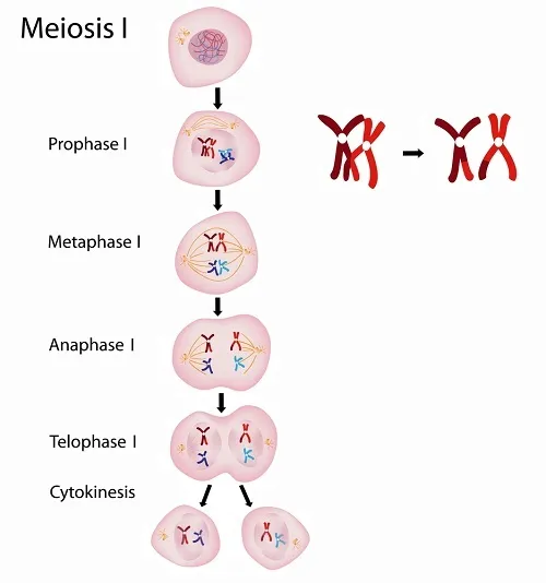 <ul><li><p class="Paragraph SCXW193241344 BCX0"><span>Prophase I: synapsis and crossing over&nbsp;</span></p></li></ul><ul><li><p class="Paragraph SCXW193241344 BCX0"><span>Homologous chromosomes physically connect and exchange genetic information &nbsp;</span></p></li></ul><ul><li><p class="Paragraph SCXW193241344 BCX0"><span>Two members of a homologous pair associate along their length, allele by allele&nbsp;</span></p></li></ul><ul><li><p class="Paragraph SCXW193241344 BCX0"><span>Metaphase I: alignment of homologous pairs; homologous pairs of chromosomes are positioned there in the first phase of this&nbsp;</span></p></li></ul><ul><li><p class="Paragraph SCXW193241344 BCX0"><span>Homologous pairs line up at the platem with one chromosome facing each pole&nbsp;</span></p></li></ul><ul><li><p class="Paragraph SCXW193241344 BCX0"><span>Microtobules from one pole are attatched to the kinetochore of one chromosome of each tetrad&nbsp;</span></p></li></ul><ul><li><p class="Paragraph SCXW193241344 BCX0"><span>Anaphase I: Separation of homologs&nbsp;</span></p></li></ul><ul><li><p class="Paragraph SCXW193241344 BCX0"><span>One chromosome moves toward each pole, guided by the &nbsp;spindle apparatuus&nbsp;</span></p></li></ul><ul><li><p class="Paragraph SCXW193241344 BCX0"><span>Telophase I: at the beginning of this stage, each half of the cell has a haploid set of chromosomes&nbsp;</span></p></li></ul><ul><li><p class="Paragraph SCXW193241344 BCX0"><span>Each chromosome still consists of two sister chromatids&nbsp;</span></p></li></ul><ul><li><p class="Paragraph SCXW193241344 BCX0"><span>Cytokinesis usually occurs simultaneously, forming two haploid daughter cells &nbsp;</span></p></li></ul><p></p>