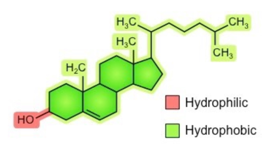 <p>Cholesterol</p>