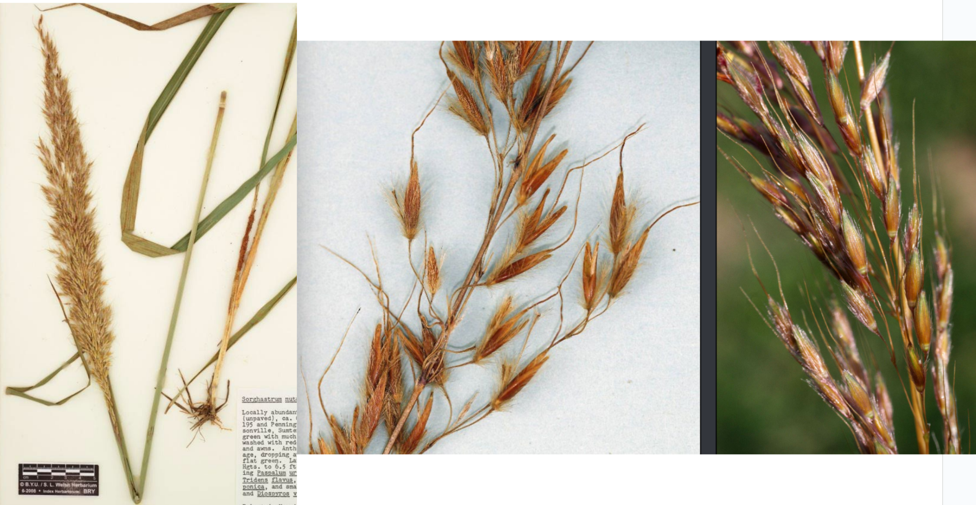 <p>Inflorescence: panicle (each spikelet has a pedicel)</p><p>Tawny bronze color</p>