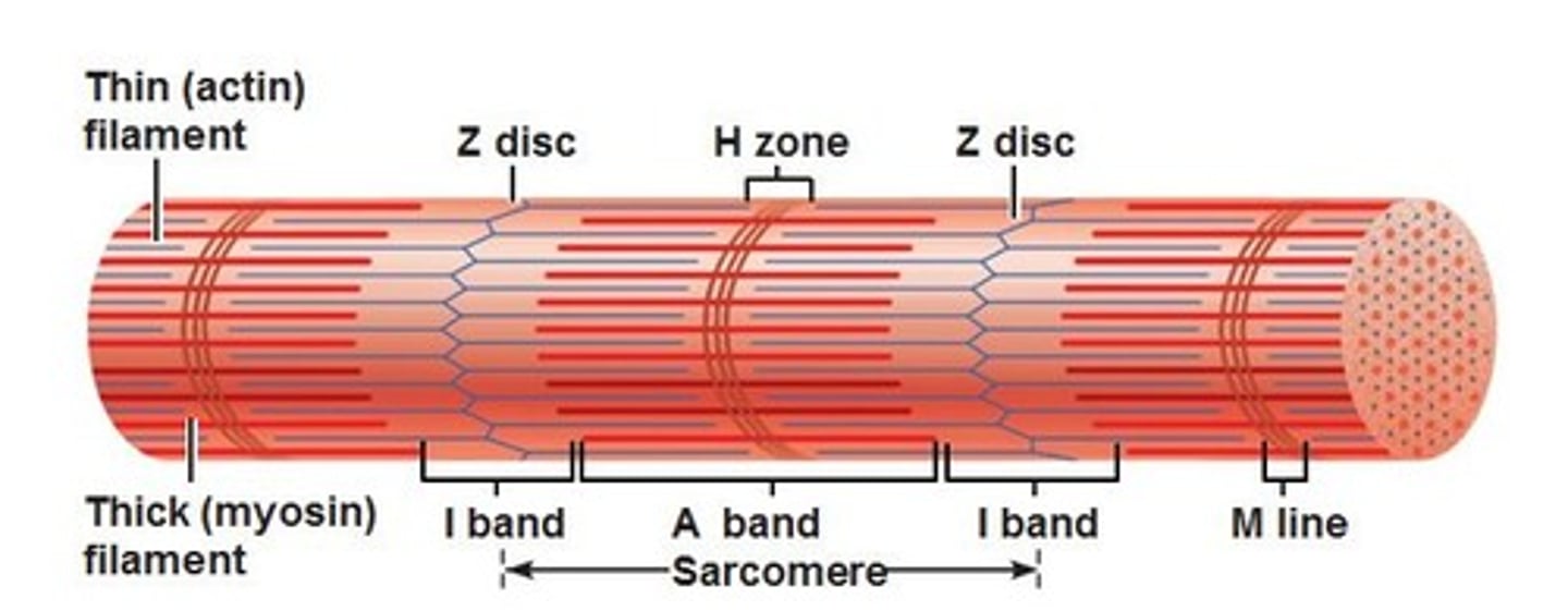 <p>where actin and myosin overlap; stays the same size druing contraction</p>