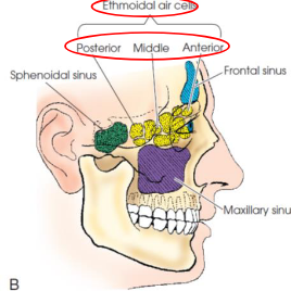 <ul><li><p>located within lateral masses</p></li><li><p>composed of air cells divided into three main groups</p><ul><li><p>anterior</p></li><li><p>middle</p></li><li><p>posterior</p></li></ul></li></ul><p></p>