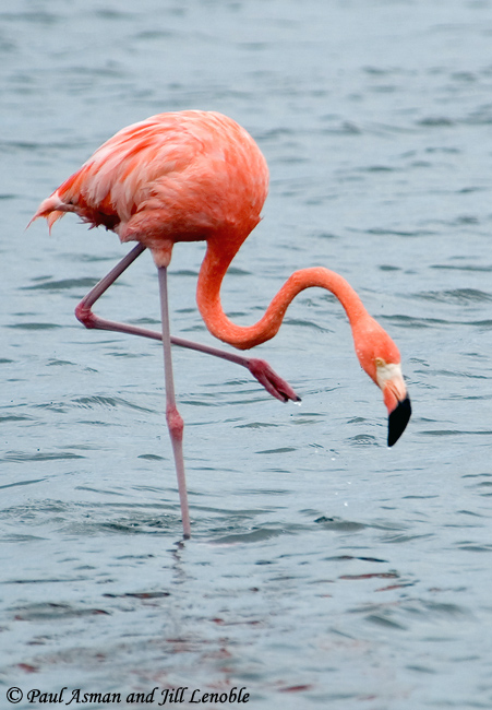 <p>Rare; large pink wader with downcurved bill. Likely a vagrant</p>