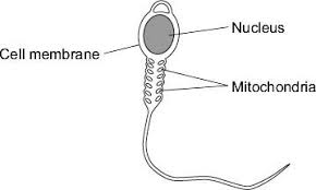 <p>state 2 <strong><em>adaptations</em></strong><em> and their </em><strong><em>functions</em></strong> of a <u>sperm cell</u></p>