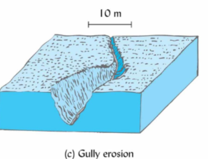 <p>Gully Erosion </p>