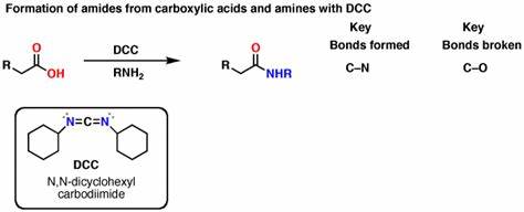 <ul><li><p>forms amide from a carboxylic acid (DCC coupling)</p></li><li><p>stops amine from taking H<sup>+</sup> from carboxyl</p></li></ul><p></p>
