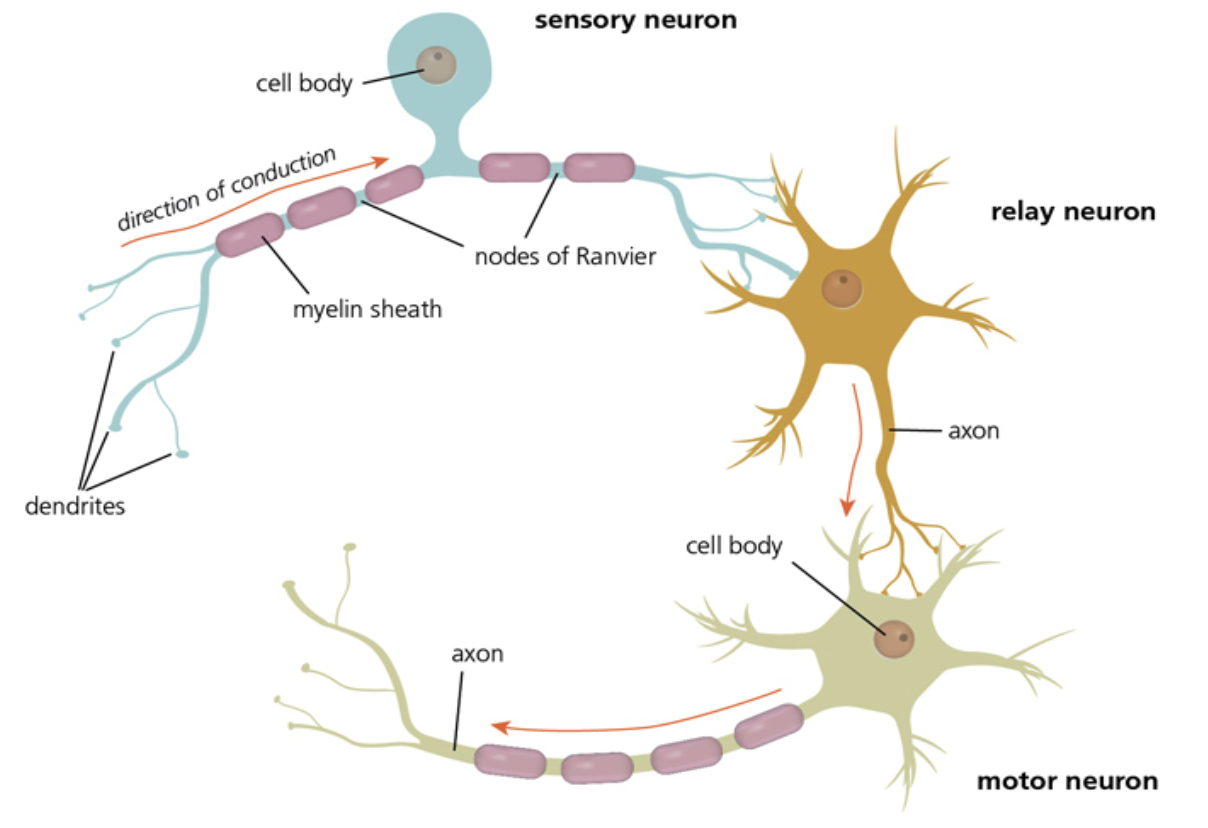 <ul><li><p>Sensory neuron</p></li><li><p>Relay neuron </p></li><li><p>Motor neuron</p></li></ul><p></p>