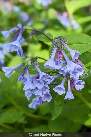 <p><em>Mertensia </em></p>