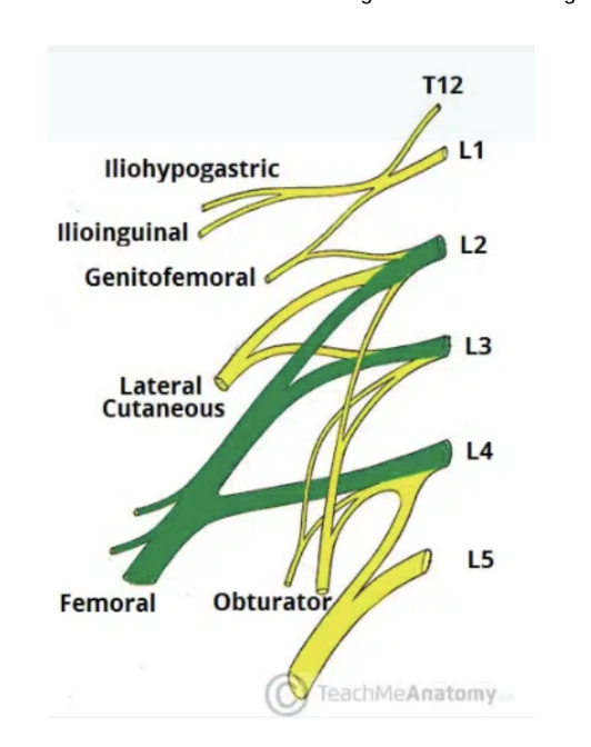 <ul><li><p>6th/last branch of lumbar plexus </p></li><li><p>Roots — L2,L3,L4 </p></li><li><p>Motor functions — innervates muscles of anterior thigh —</p><ul><li><p>Iliacus, pectineus, sartorius, &amp; quadriceps femoris</p></li></ul></li><li><p>Sensory functions — innervates skin on anterior thigh &amp; medial leg </p></li></ul>