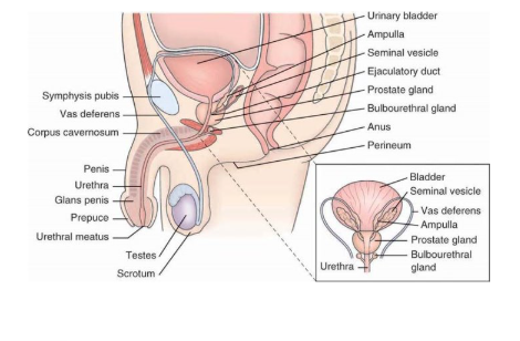 <p><span><span>Prostate is below bladder</span></span><span style="line-height: 0px;"><span></span></span></p><ul><li><p class="Paragraph WhiteSpaceCollapse SCXP74374821 BCX0" style="text-align: left;"><span><span>Enlargement > 50 years</span></span><span style="line-height: 0px;"><span></span></span></p></li><li><p class="Paragraph WhiteSpaceCollapse SCXP74374821 BCX0" style="text-align: left;"><span style="line-height: 0px;"><span></span></span></p></li></ul><p class="Paragraph WhiteSpaceCollapse SCXP74374821 BCX0" style="text-align: left;"><span><span>Provide privacy & comfort</span></span></p>