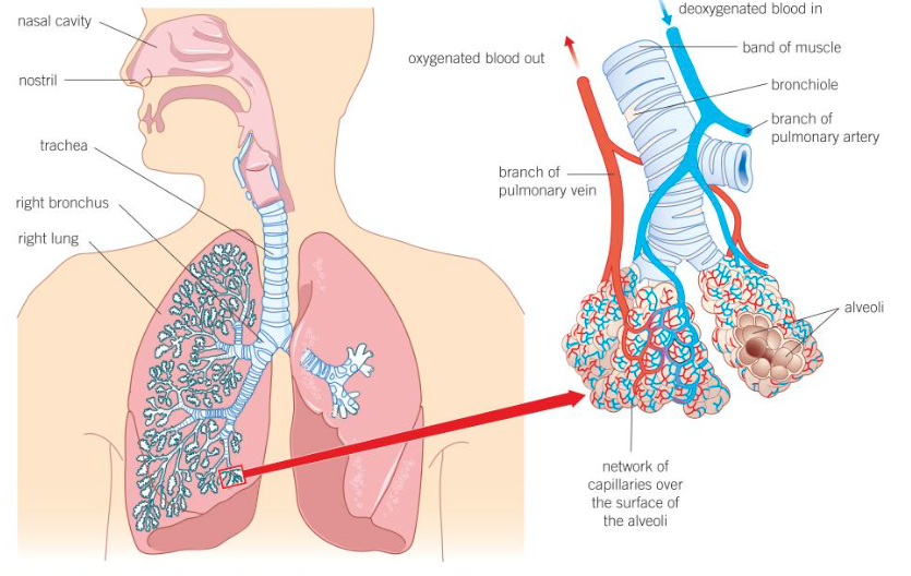 <ul><li><p>alveoli</p></li><li><p>bronchioles</p></li><li><p>bronchi</p></li><li><p>trachea</p></li><li><p>lungs</p></li></ul><p></p>