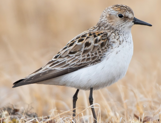 <p>What bird is this? </p>