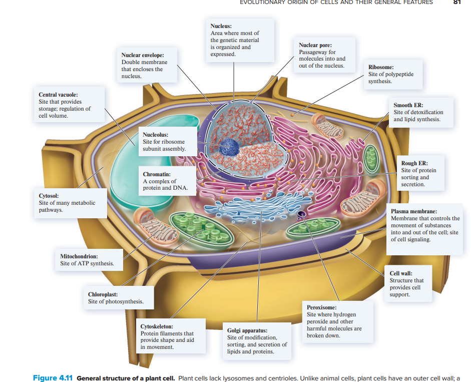 lack lysosomes, centrioles, have a cell wall and chloroplasts