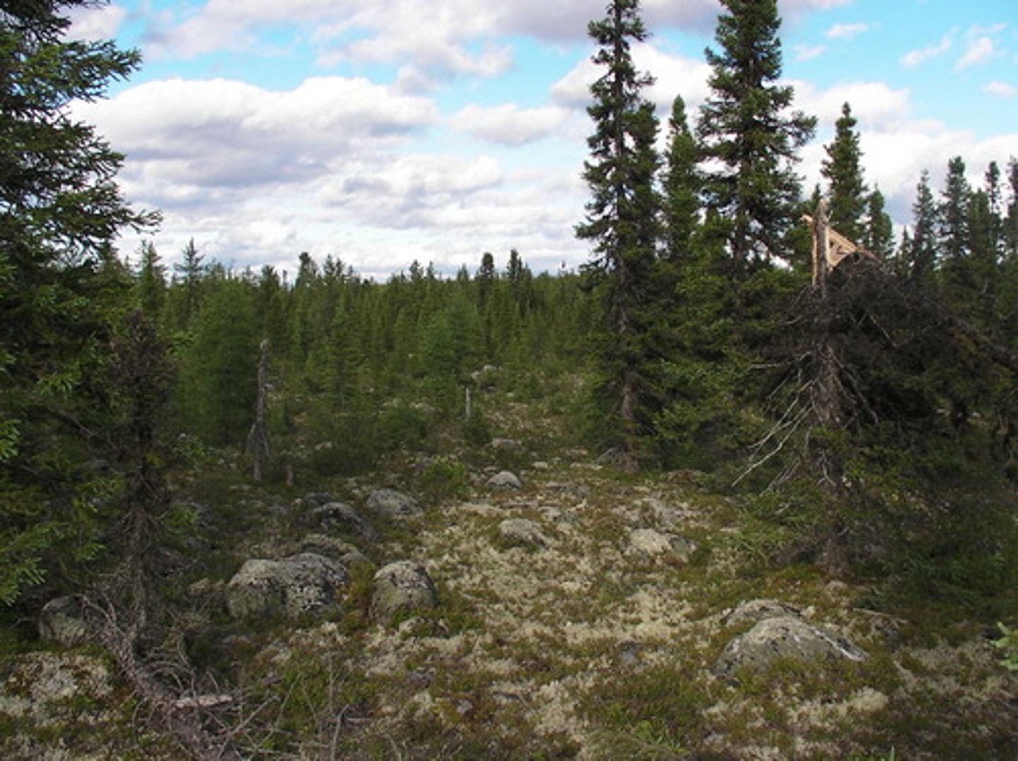 <p>Climate: long cold, severe winters and short warm summers<br>Precipitation: okay amount of precipitation in the summer<br>Soil: is acidic and mineral-poor<br>Vegetation: spruce, fir, conifers, a few deciduous trees<br>Animals: large mammals: caribou, wolves, bear, moose; small mammals: lynx, hare, abundant insects; few amphibians and reptiles</p>