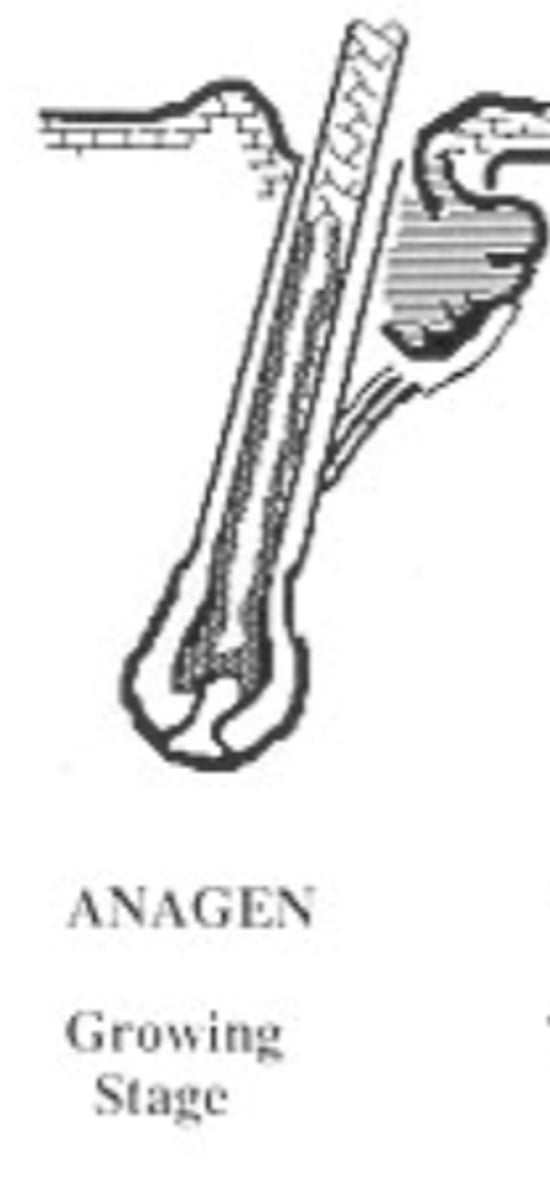 <p>(80-90% of the hair follicles)- the follicle is actively producing hair.</p>