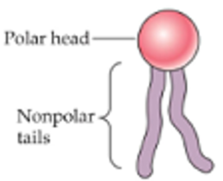 <p>A molecule in cell membranes</p>