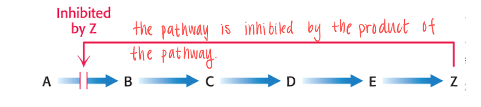 <p>How is AA synthesis regulated?</p>