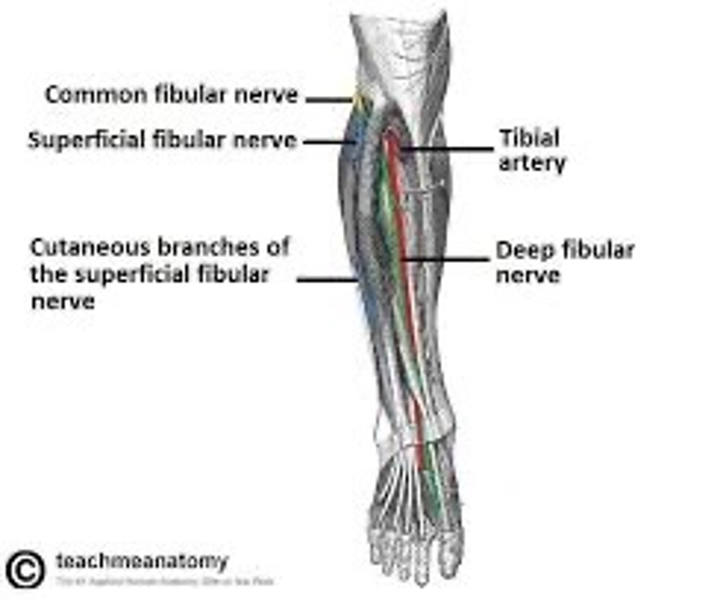 <p>Deep peroneal nerve supplies muscular innervation to the anterior compartment of the leg.It runs with the anterior tibial artery and ends with branches innervating the ankle joint andskin between the first and second digits.</p>