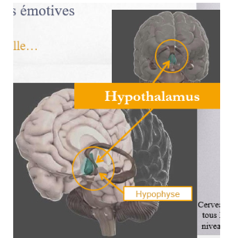 <ul><li><p>Ajuste et coordonne les réponses psychosomatiques qui accompagnent les émotions réactives </p><ul><li><p>Ex : pression sanguine, fréquence cardiaque, respiration, grosseur de notre pupille </p></li></ul></li><li><p>Contrôle l’hypophyse, qui régule le système endocrinien </p></li><li><p>Système responsable de la libération des hormones du syst endocrinien</p></li><li><p>Ex : réponse au stress</p><ul><li><p>Contrôle l’hypophyse qui régule le syst endocrinien (libération d’hormones)</p></li><li><p>Le syst endocrinien a dans l’organisme une fonction de régulation du métabolisme, de la croissance et de la fonction sexuelle (appareil génital). Il a cela de particulier qu’il est autorégulateur : le taux de sécrétion de chaque hormone est régulé, d’une part, par celui de la substance dont elle règle la concentration sanguine (concentration de glucose pour l’insuline, par ex) d’autre part grâce à un rétrocontrôle de la sécrétion des hormones hypothalamohypophysaires correspondantes (ainsi, l’excès d’hormones thyroidiennes dans le sang freine la sécrétion de thyréostimuline hypophysaire qui, à son tour, freine celle de la thyréolibérine hypothalamique). (Cerveau à tous les niveaux)</p></li><li><p>Dysfonctionnement? Agressivité, stress chronique, hypersomnie </p></li></ul></li></ul><p></p>