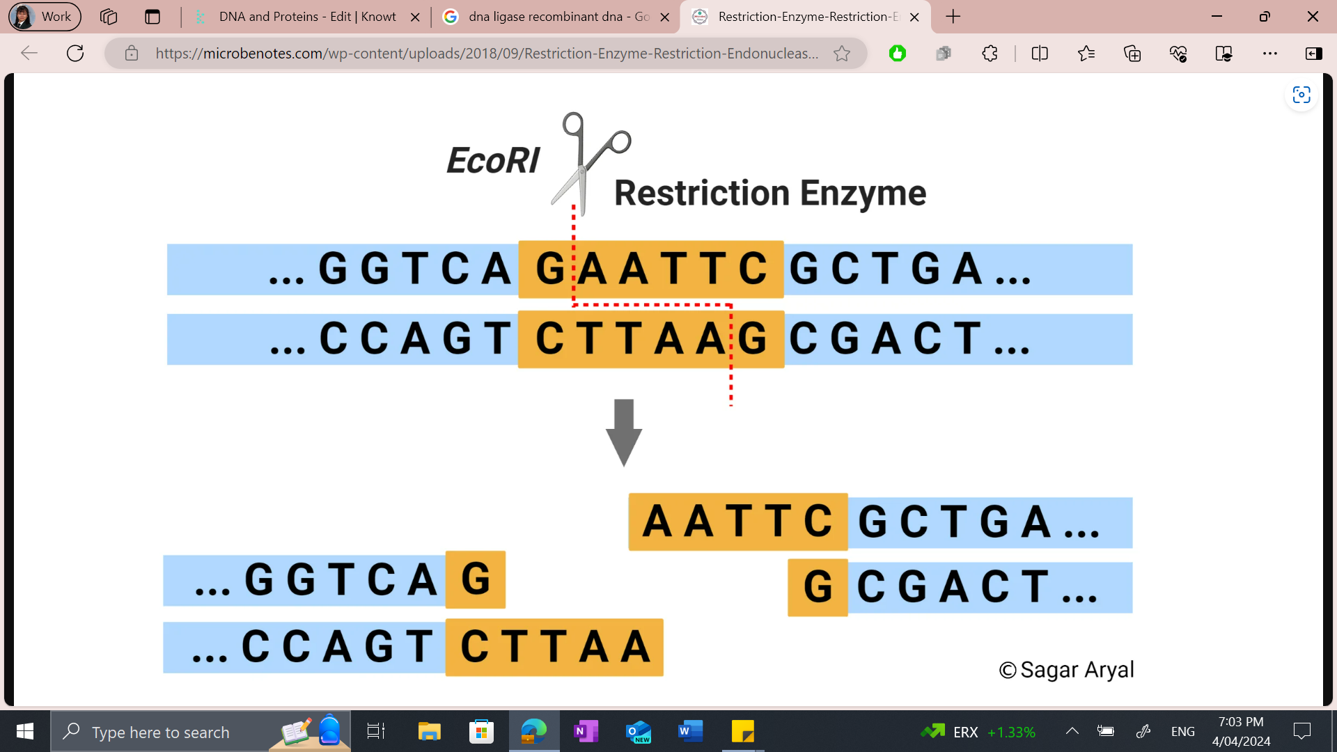 <p>It can cut DNA at a specific site which will leave a gap in the sequence.</p>