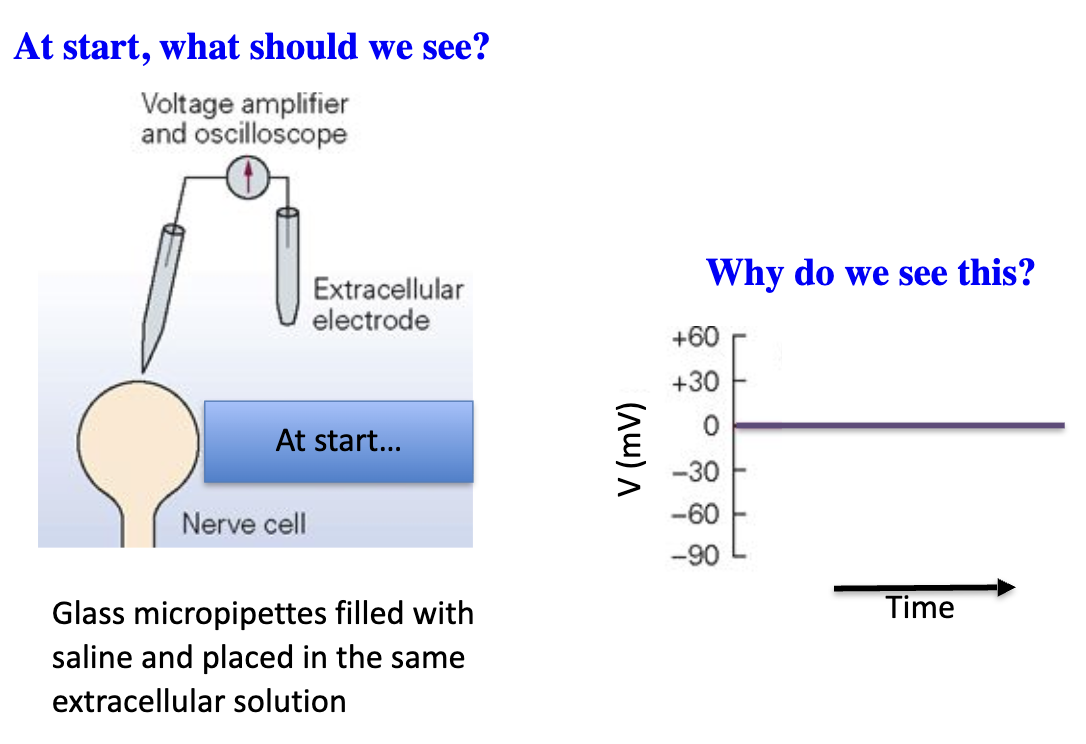 <ul><li><p>Outside cell = 0 mV (same solution inside micropipette).</p></li><li><p>No separation in charge between the measuring electrode and reference electrode.</p></li></ul><p></p>