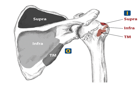 <p>Upper two-thirds of lateral border of the scapula</p>