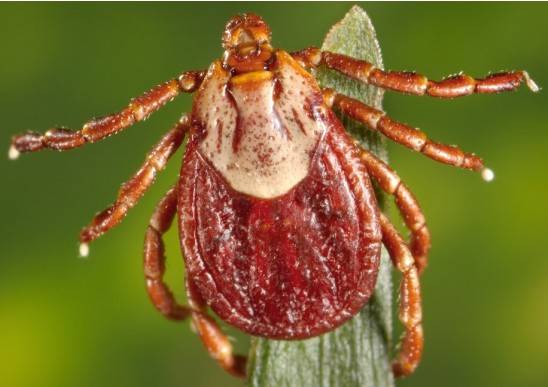 Diseases transmitted by this insect