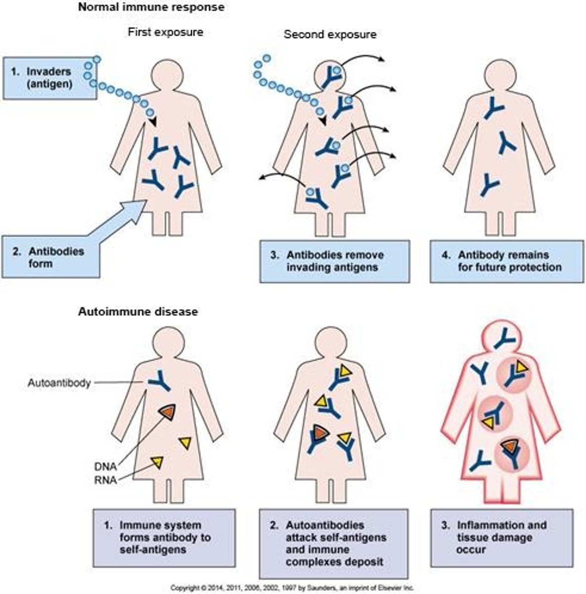 <p>Immune system attacks body's own tissues (diabetes, lupus)</p>