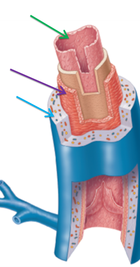 <p>Label the following dissection of a vein purple green to blue in order</p>