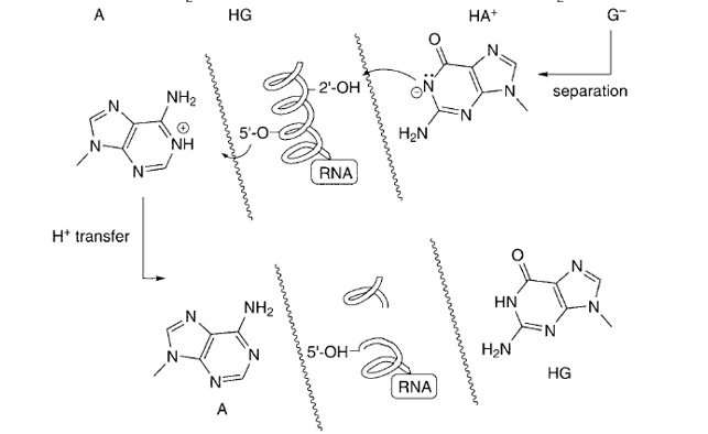 <p>faulty base pairs like A-G can be cleaved once proton transfer occurs.</p><p>proton transfer is between deprotonated guanine which takes proton from OH of ribose, which is recovered by taking a proton off protonated adenine</p>