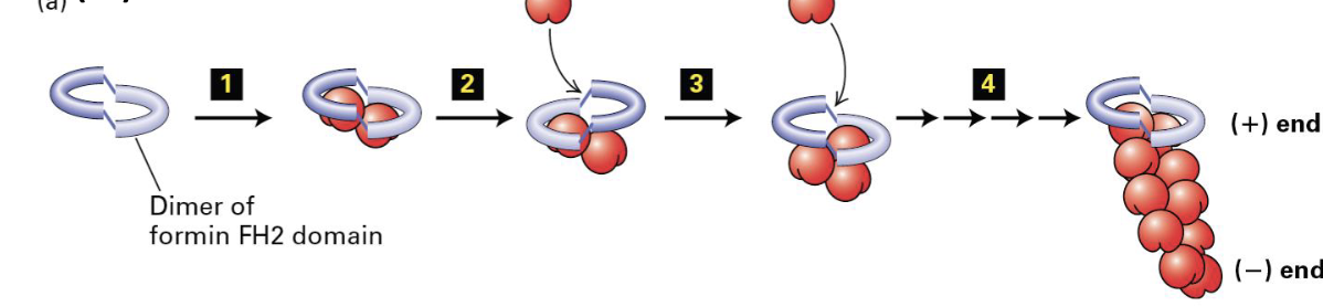 <p>FH1 domains bind profilin to increase ATP-actin. this in turn enhances the assembly and stability of actin filaments.</p><p></p><p>FH2 domain forms a ring that rocks back and forth which promotes addition of ATP-actin to the positive end </p>