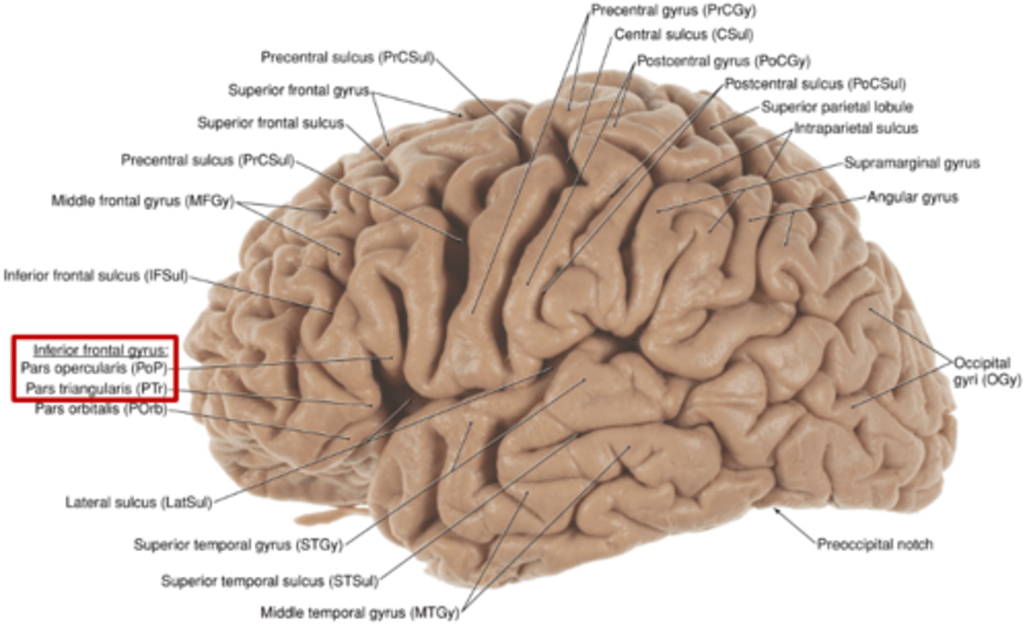 <p>inferior frontal gyrus</p>
