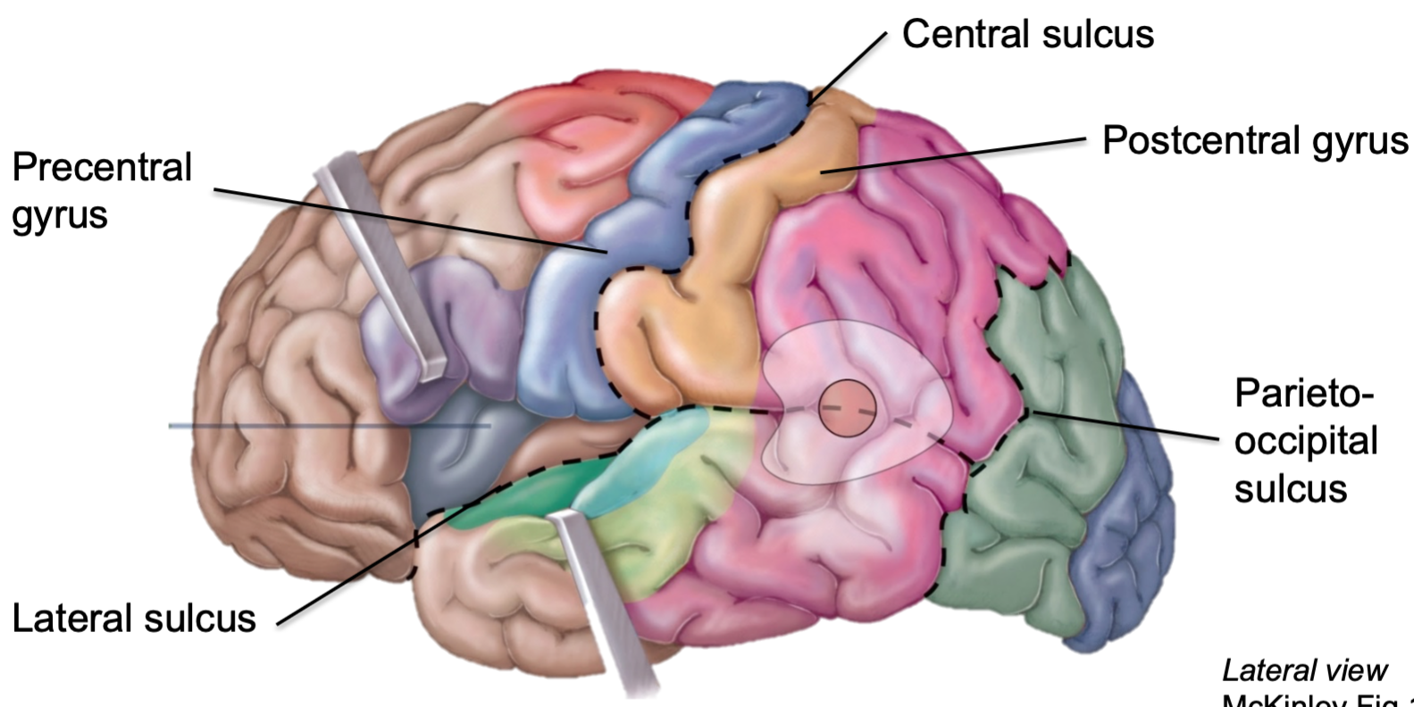 1. Grooves between gyri
2. Includes
- Central sulci
- Parieto-occipital sulci
- Lateral sluci