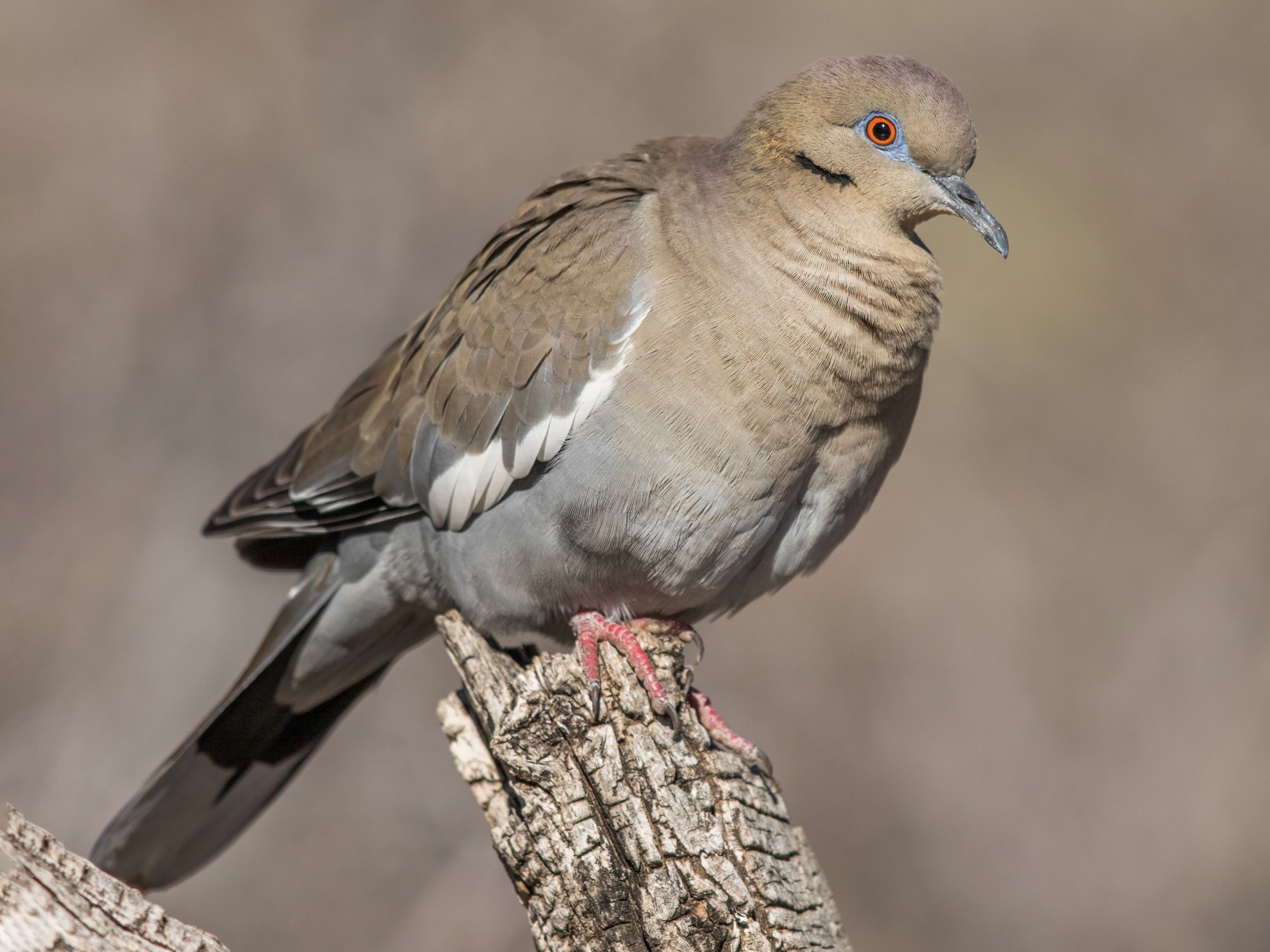 <p>White-winged Dove</p>
