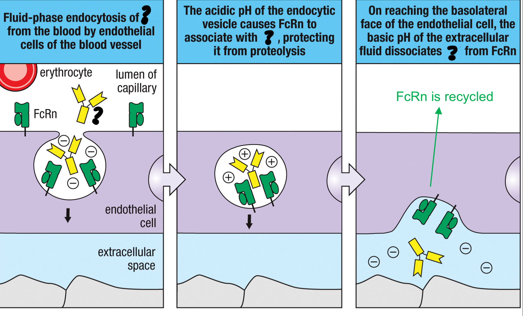 <p>antibody class that penetrates the tissue via the Fc receptor; transports through the tissue via transcytosis; forms stable immune complex with soluble multivalent antigens to activate the classical complement pathway; major type is serum; aids in neutralization</p>