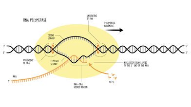 <p><span style="color: rgb(248, 240, 218)">RNA polymerase (RNAP) is </span>an enzyme that copies DNA sequences into RNA sequences during the process of transcription</p>