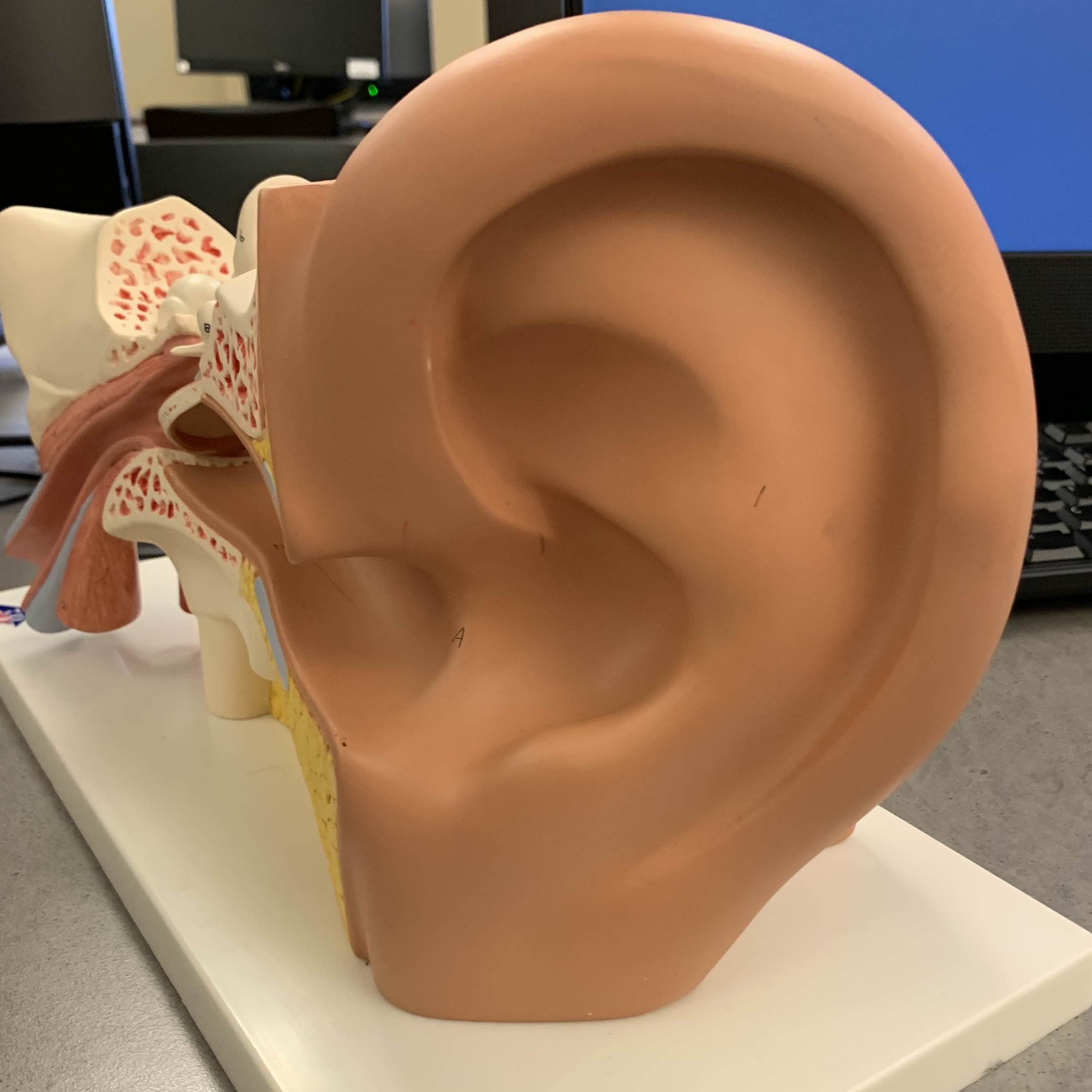 <p>Which part of the ear is:</p><ul><li><p>Visible external part</p></li><li><p>Funnel-like</p></li></ul><p></p>