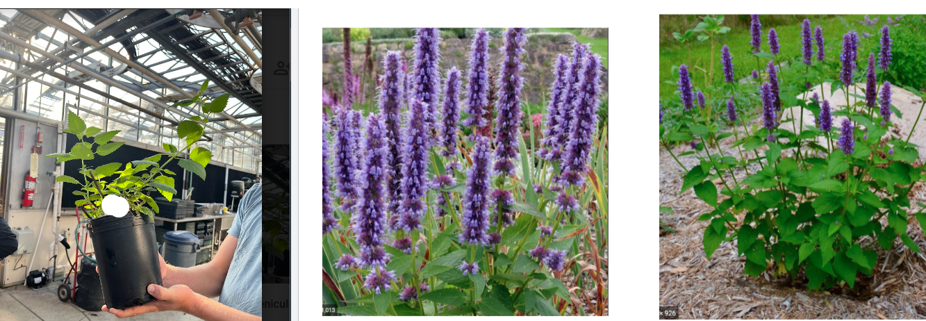 -broad leaves, toothed
-leaves tinted white underneath