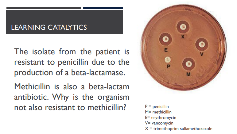 <p>(LC) The isolate from the patient is resistant to penicillin due to the production of a beta-lactamase. Methicillin is also a beta-lactam antibiotic. Why is the organism not also resistant to methicillin?</p><ol><li><p>Penicillin affects cell wall synthesis, while methicillin inhibits protein synthesis.</p></li><li><p>The different molecular structures allow the beta-lactamase to bind penicllin, but not methicillin.</p></li><li><p>The bacterium possesses efflux pumps for penicillin, but not for methicillin.</p></li><li><p>Penicillin easily crosses the bacterial cell membrane, while methicillin does not.</p></li></ol><p></p>