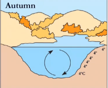 <p>why is it 4 all throughout in fall?</p>