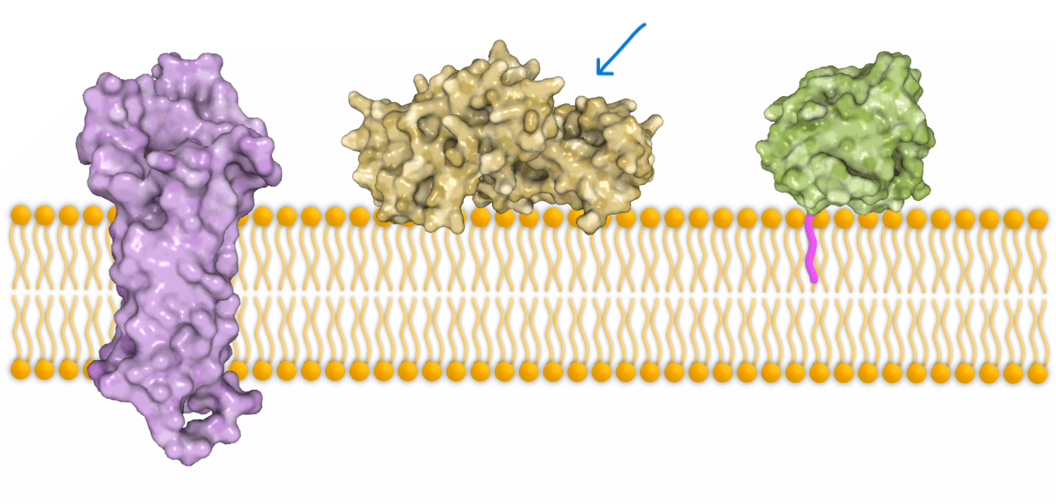 <p>only interact with the hydrophilic surface of membrane</p>