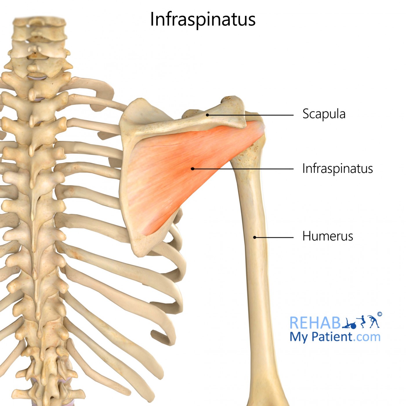 <p>polazište: fossa infraspinata</p><p>hvatište: tuberculum majus</p><p>inervacija: n. suprascapularis</p><p>vanjska rotacija!!, a(b)dukcija</p>