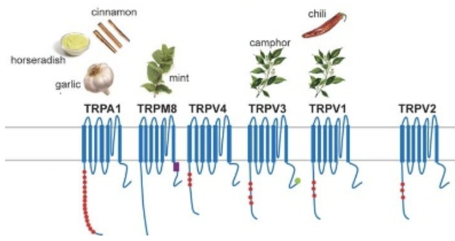 <p><strong><u>Transient Receptor Potential (TRP) Channel</u></strong></p><p>a) located d<strong>eeper in the dermis</strong></p><p>b) excited by warming &amp; inhibiting by cooling</p><p>c) different from receptors that detect painful heat</p>