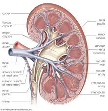 <p><strong>Q:</strong> What is the path of blood flow to nephrons starting from the renal artery?</p>