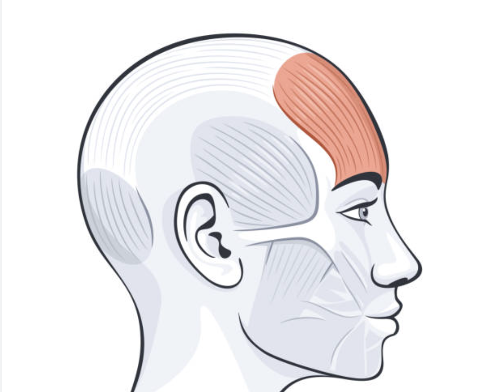 <p>frontalis</p>