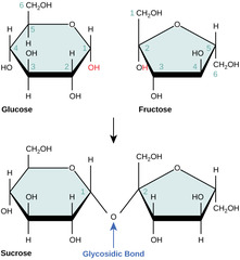 <p>glucose + fructose</p>