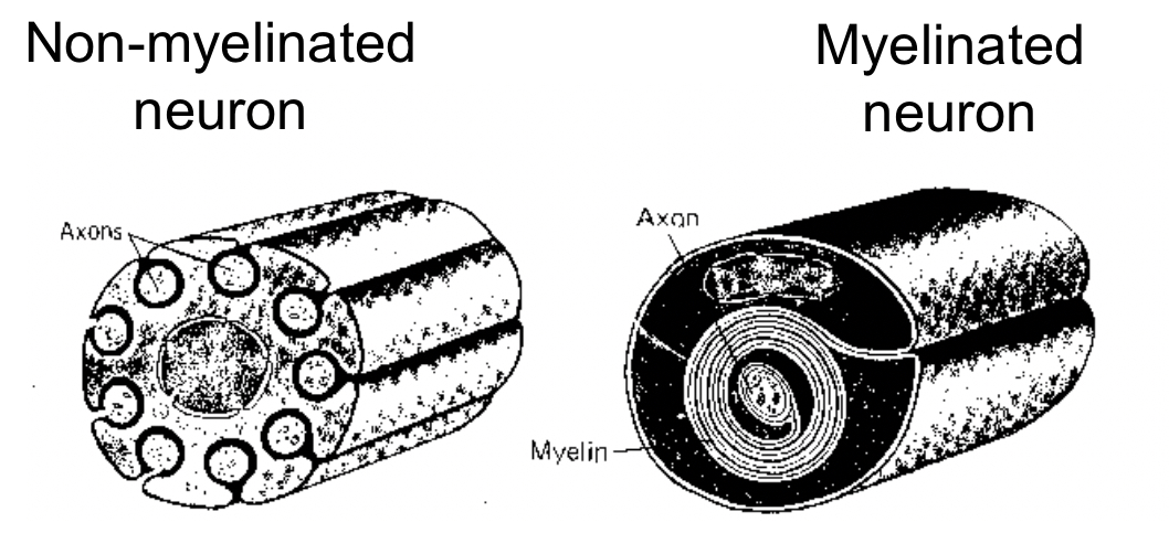 * cell membrane of the Schwann cell wraps around the axon many times (myelin sheet) 