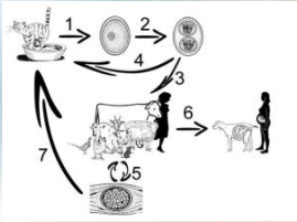 <p>This is the life cycle of?</p>