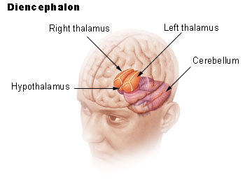 <ul><li><p>Thalamus: all senses (except for smell) travel thru the thalamus</p></li><li><p>Hypothalamus: maintains homeostasis (temp, thirst)</p></li><li><p>Epithalamus/pineal gland: makes melatonin (sleep-wake cycle)</p></li></ul><p></p>