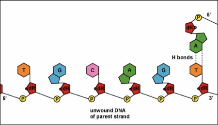 <p>DNA is copied through replication so each new cell gets an exact copy of genetic information.</p>