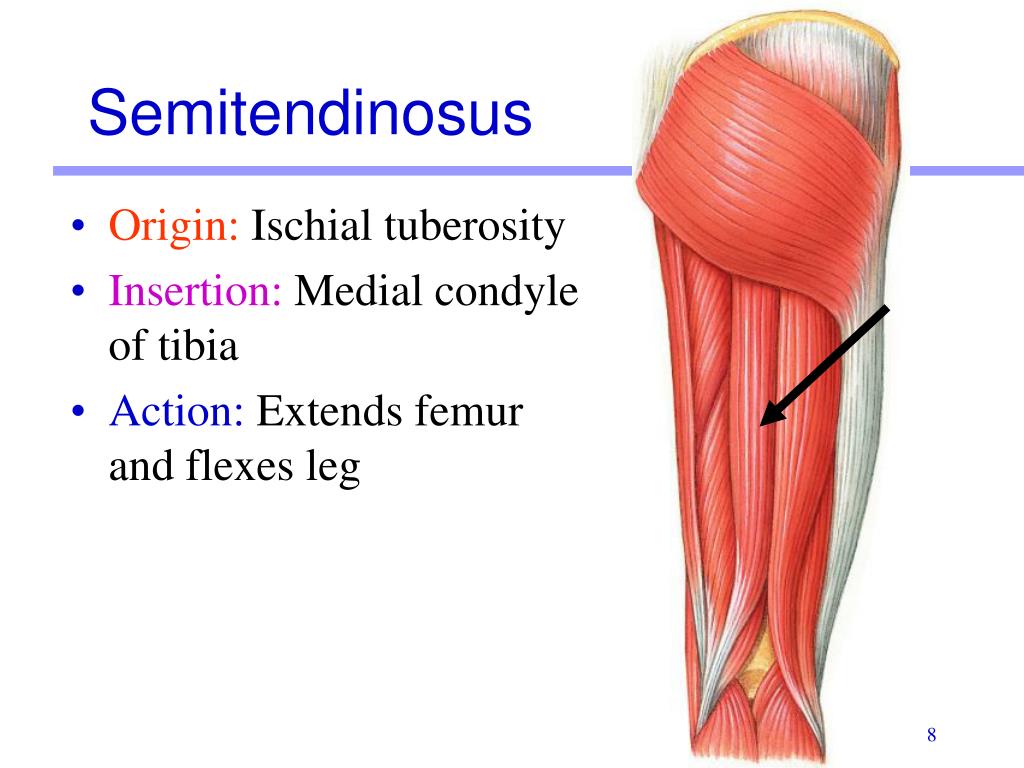 <p><span>Semitendinosus</span></p>